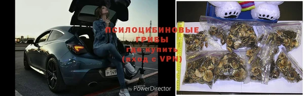прущие грибы Верея